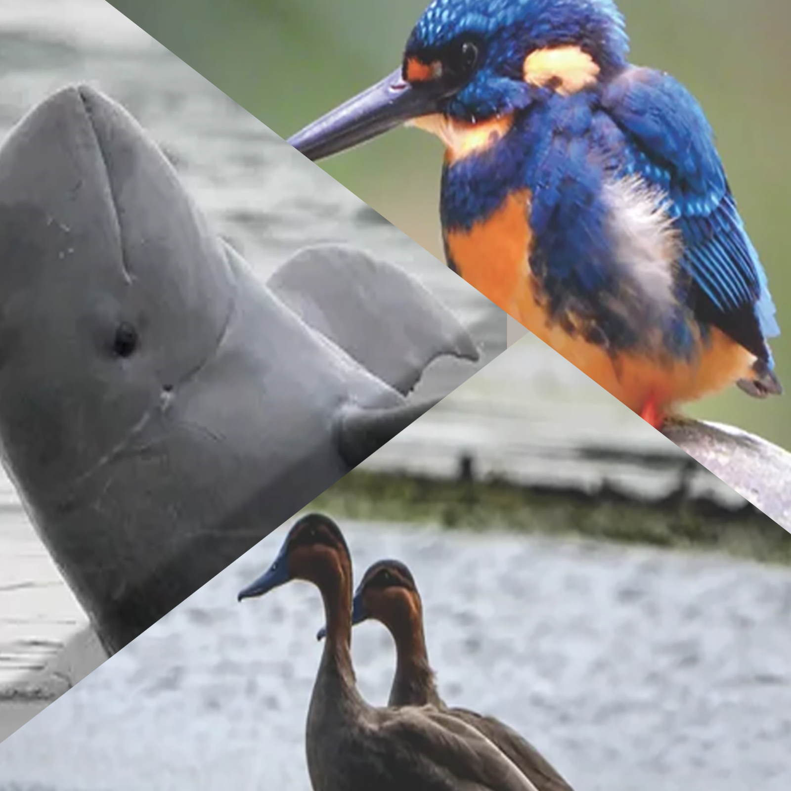 Fauna
